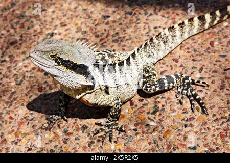 Brisbane Australia /   Eastern Water Dragon at Roma Street Gardens in Spring Hill, Brisbane Queensland. Stock Photo