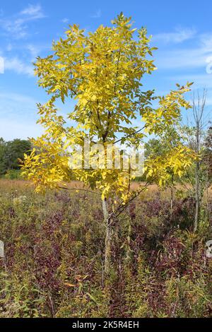 Green ash tree with yellow leaves in autumn in a field at Wayside Woods in Morton Grove, Illinois Stock Photo