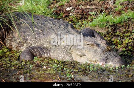 Crocodiles, land monitors, water monitors in Sri Lanka Stock Photo