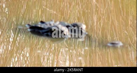 Crocodiles, land monitors, water monitors in Sri Lanka Stock Photo