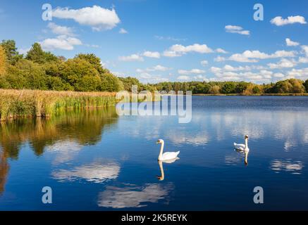 Swans at Little Frensham Pond, Frensham, Surrey, England, UK. Stock Photo