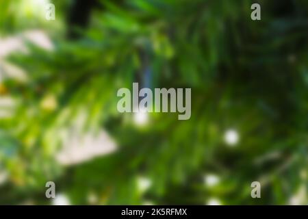 blurred background of a Christmas tree with flashlights. new year's background Stock Photo