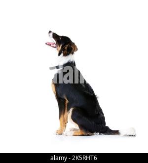 Obedient boy looking at your product. Side view of a happy young border collie sitting patiently and looking up - Isolated on white. Stock Photo