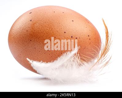 Brown chicken egg and chicken feather isolated on white background. Stock Photo