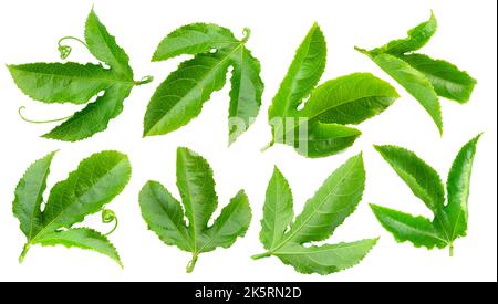 Set of passiflora or passion fruit leaves on white background. Clipping paths. Stock Photo