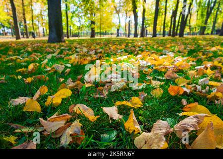 Fallen autumn leaves on the green lawn in the sunny park. Selective focus. Stock Photo