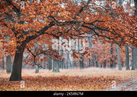Big old oak tree in the autumn forest. Colorful autumn landscape Stock Photo