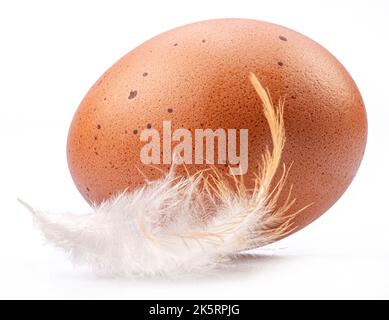 Brown chicken egg and chicken feather isolated on white background. Stock Photo