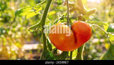 Red beefsteak tomatoes growing in the sunshine at a greenhouse. Delicious red tomatoe hanging on the vine of a tomato plant Stock Photo