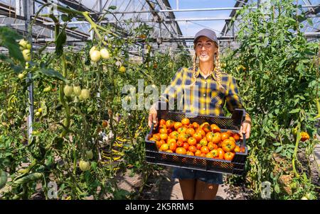 happy farmer growing tomatoes in a greenhouse Stock Photo - Alamy