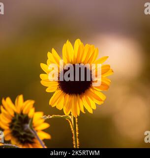 A selective focus shot of a sunflower blooming in the field with blur background Stock Photo
