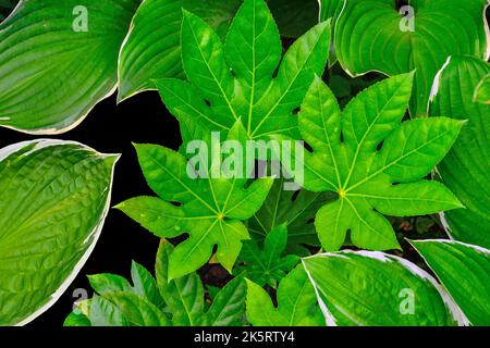 Glossy, carved leaves of Fatsia Japanica, japanese aralia or glossy-leaf paper plant among leaves of hosts - an exotic garden decoration. Gardening, l Stock Photo