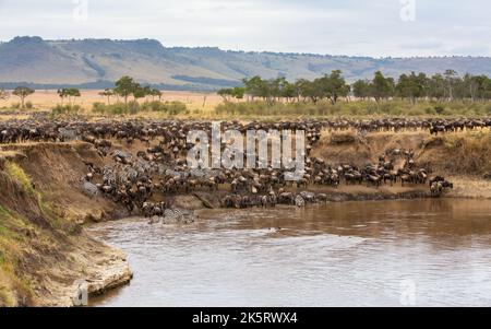 Zebra mingle with thousands of wildebeest on the banks of the Mara River during the annual great migration. In the Masai Mara. Every year 1.5 million Stock Photo