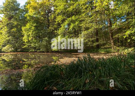 A small pond in the forest Stock Photo