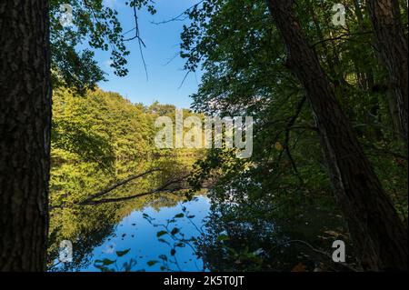 A small forest lake in autumn Stock Photo