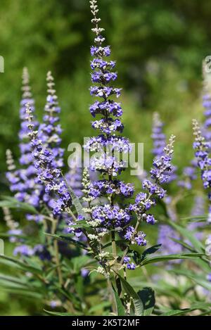 Moenchspfeffer, Vitex agnus ist eine wichtige Heilpflanze und wird auch in der Medizin verwendet. Moenchspfeffer, Vitex agnus is an important medicina Stock Photo