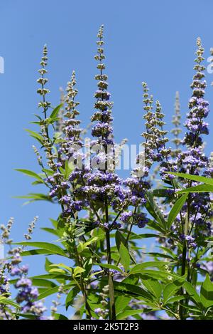 Moenchspfeffer, Vitex agnus ist eine wichtige Heilpflanze und wird auch in der Medizin verwendet. Moenchspfeffer, Vitex agnus is an important medicina Stock Photo