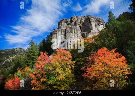 This is a view of the Fall colors along the Logan Canyon Scenic Byway in Logan Canyon, northeast of Logan, Cache County, Utah, USA. Stock Photo