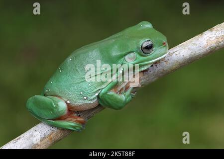 Australian Green Tree Frog resting on tree branch Stock Photo