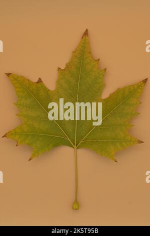 Detail view of the leave of a plane tree Stock Photo