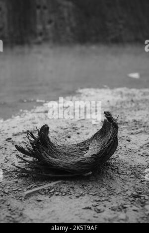 Coconut coir, Monochrome photo of coconut coir waste being dumped on the ground in the Cikancung area - Indonesia Stock Photo