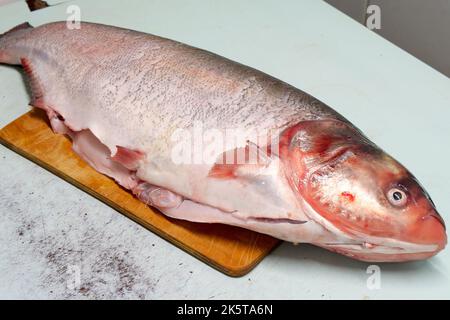 Cooking silver carp. cleaning ribs and blotting its insides with a napkin. Stock Photo