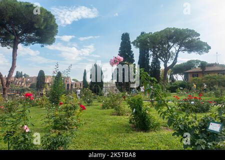 Rome, Italy - October 2022 - Roseto Comunale, The Municipal Rose Garden, one of Rome’s most romantic gardens of Rome, on the Aventine Hill Stock Photo