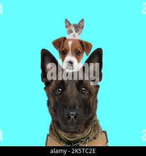 cute heads of animals belgian shepherd and jack russel terrier dog and metis kitty one above the others in front of blue background Stock Photo