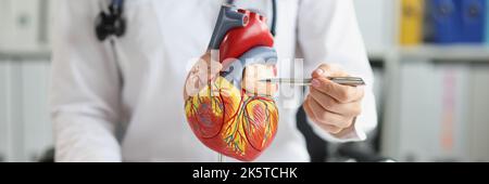 The doctor shows a plastic model of the heart, close-up Stock Photo