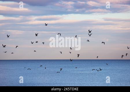 Flying birds, seagull flock soar above sea waves and searching for fish Stock Photo