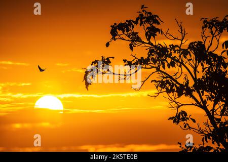 Flying bird and sunrise with warm sun behind dark clouds and tree silhouette Stock Photo