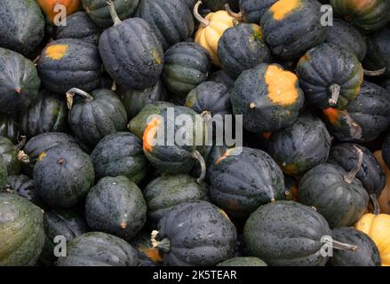 Acorn Squash fresh from a farmers market on a cool autumn day in Canada Stock Photo