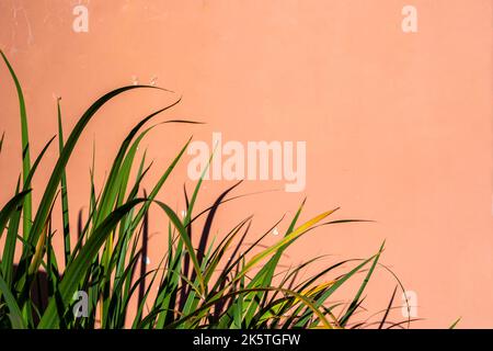 Green oblong leaves on an abstract background of pink textured plaster Stock Photo