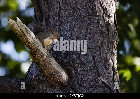 A closeup of an adorable squirrel eating a nut standing on the branch of the tree Stock Photo