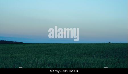 The landscape of nature, early in the morning when the moon sets on the horizon after the harvest field. Under blue sky. Summer field landscape Stock Photo