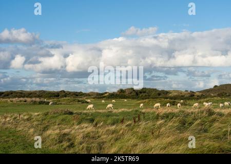Sheep in a dune landscape on the island of Texel in the Netherlands. Stock Photo