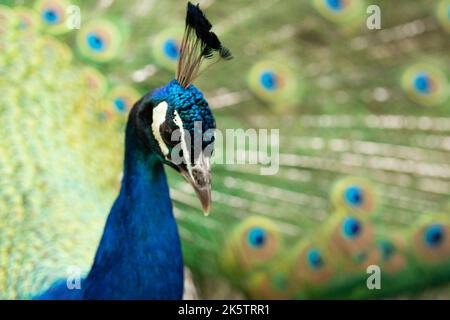 peacock with its tail opened with colourful feathers Stock Photo