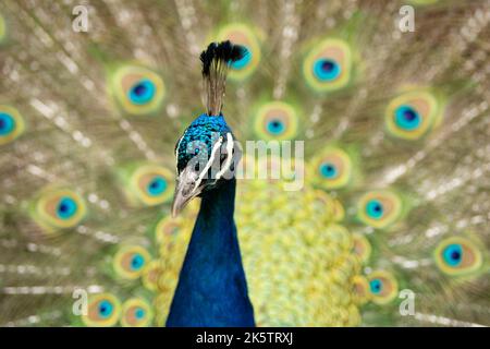 peacock with its tail opened with colourful feathers Stock Photo