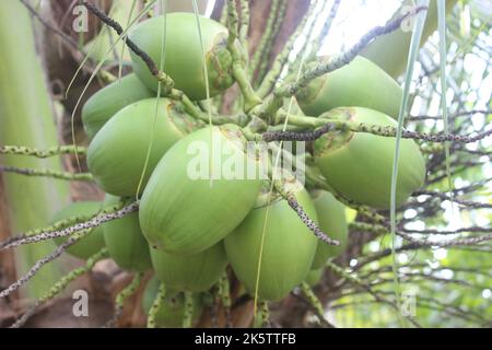 Selective focus of beautiful coconut fruit hanging on tree. Good for health. Stock Photo