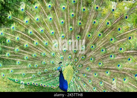 Close up of Peacock with its wings open Stock Photo