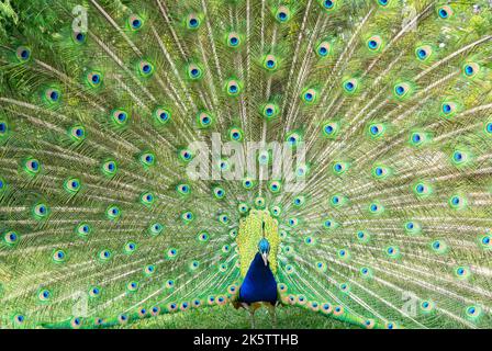 Close up of Peacock with its wings open Stock Photo
