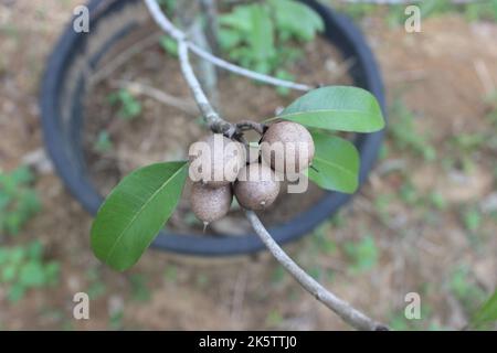 Selective focus of sapodilla fruit in the garden with blurred background. The scientific name is Manilkara zapota L. Other names of this fruit are sap Stock Photo