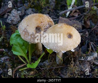 Two mushrooms Stock Photo