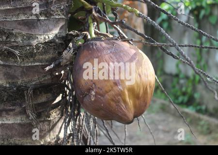 Selective focus of beautiful coconut fruit hanging on tree. Good for health. Stock Photo