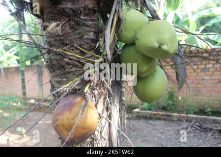 Selective focus of beautiful coconut fruit hanging on tree. Good for health. Stock Photo