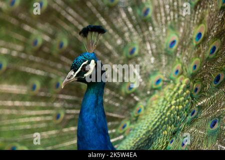 peacock with its tail opened with colourful feathers Stock Photo
