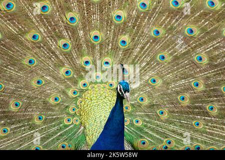 peacock with its tail opened with colourful feathers Stock Photo