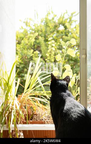 a black cat on the window looking outside Stock Photo