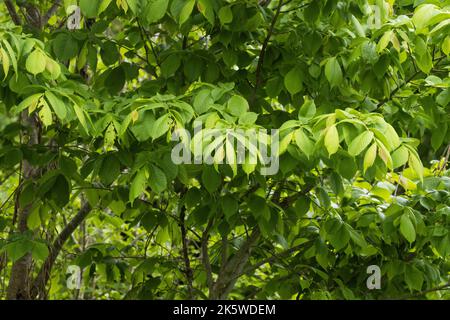 Fresh leaves of a Wych elm, Ulmus glabra on a late spring day in a boreal forest in Estonia Stock Photo