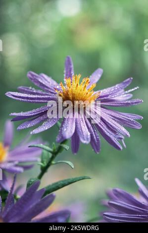 Closeup New York Aster Symphyotrichum Novi Belgii Stock Photo